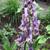 Aconitum 'Purple Sparrow'