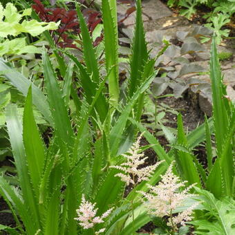 Eryngium agavifolium