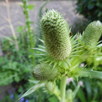 Eryngium agavifolium