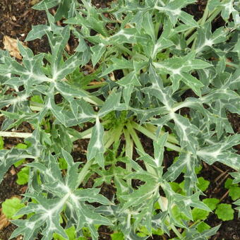 Eryngium agavifolium