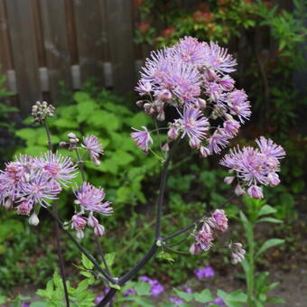 Thalictrum 'Black Stockings'