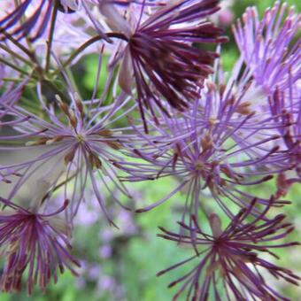 Thalictrum 'Black Stockings'