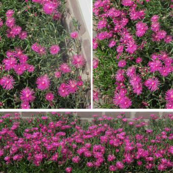 Delosperma cooperi