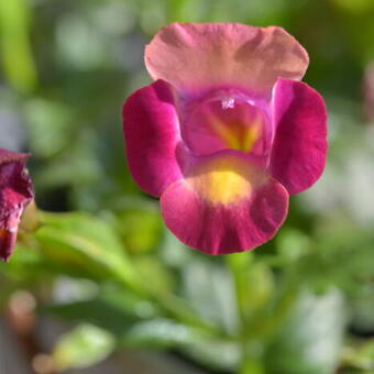 Torenia 'Magenta Moon'