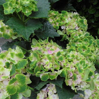 Hydrangea macrophylla REMBRANDT 'Vibrant Verde'