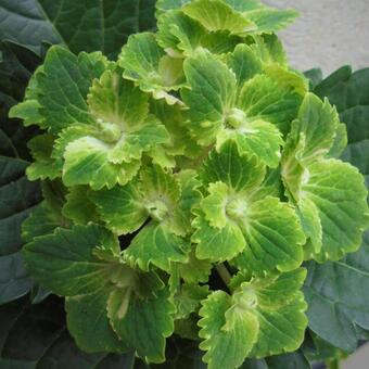 Hydrangea macrophylla REMBRANDT 'Vibrant Verde'