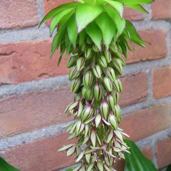 Eucomis bicolor