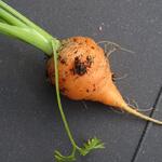 Daucus carota 'Parijse Markt' - Wortel