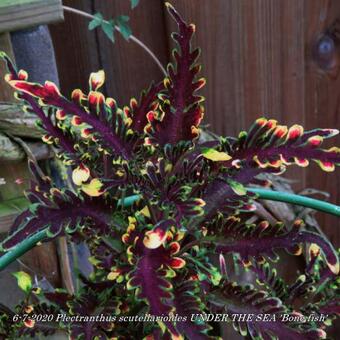 Plectranthus scutellarioides UNDER THE SEA 'Bone fish'