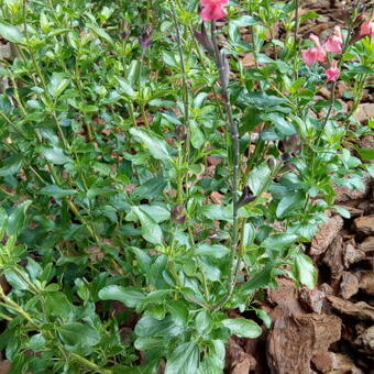 Salvia x jamensis 'Pluenn'