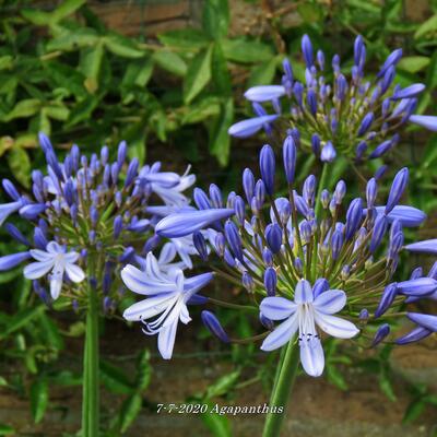 Kaapse lelie, Afrikaanse lelie - Agapanthus