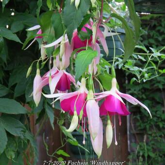 Fuchsia 'Windhapper'