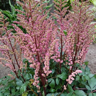 Pluimspirea - Astilbe x arendsii 'Anita Pfeifer'