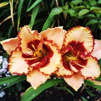 Hemerocallis 'Dream Candy'