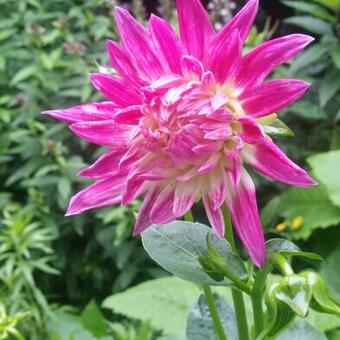 Dahlia 'Veritable'