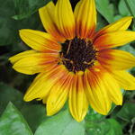 Helianthus annuus SUNBELIEVABLE 'Brown Eyed Girl ' - Zonnebloem