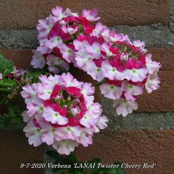 Verbena 'LANAI Twister Cherry Red'