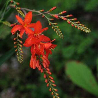 Crocosmia x crocosmiiflora 'Red Knight'