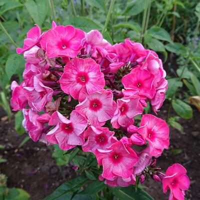 Vlambloem / Flox - Phlox paniculata 'Fairytale of the Ural'