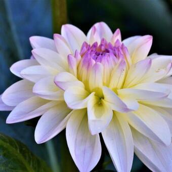 Dahlia 'Silver Jubilee'