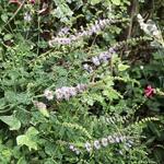 Mentha arvensis 'Strawberry' - Aardbeienmunt