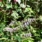 Mentha arvensis 'Strawberry' - Aardbeienmunt