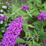 Buddleja davidii FREE PETITE 'Dark Pink' - Vlinderstruik, dwergvlinderstruik