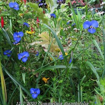 Commelina dianthifolia