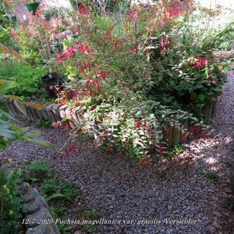 Fuchsia magellanica var. gracilis 'Versicolor'