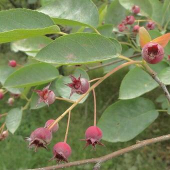 Amelanchier canadensis