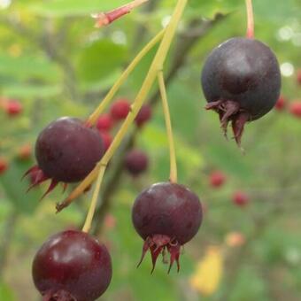 Amelanchier canadensis