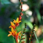 Crocosmia x crocosmiiflora 'Fire Jumper' - Montbretia