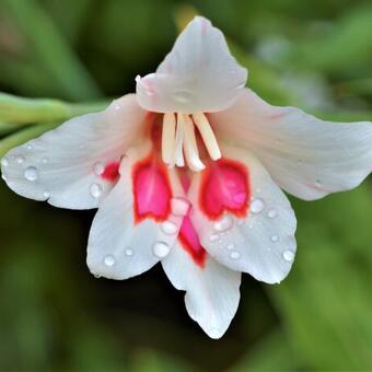 Gladiolus nanus 'Nymph'