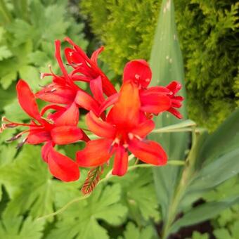 Crocosmia x crocosmiiflora 'Red Knight'