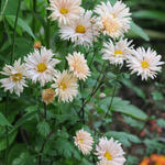 Chrysanthemum 'Apricot' - Margriet