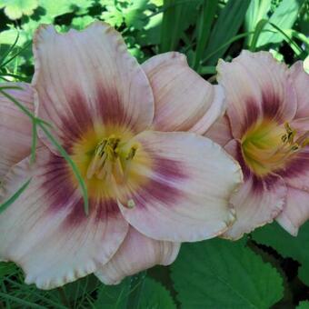 Hemerocallis 'Strawberry Candy'