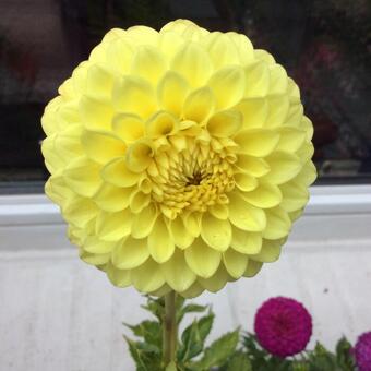 Dahlia 'Blyton Golden Girl'