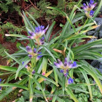 Gentiana dahurica