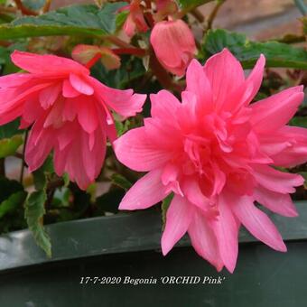 Begonia 'ORCHID Pink'