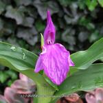 Roscoea purpurea 'Twin Towers' - Gemberorchidee