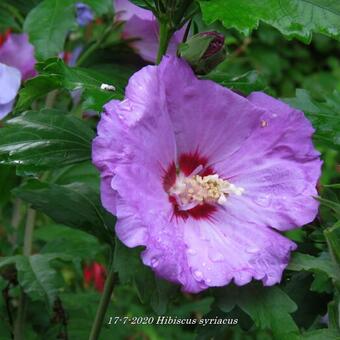 Hibiscus syriacus