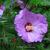 Hibiscus syriacus