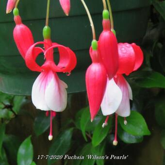 Fuchsia 'Wilson's Pearls'