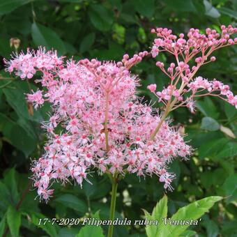 Filipendula rubra 'Venusta'