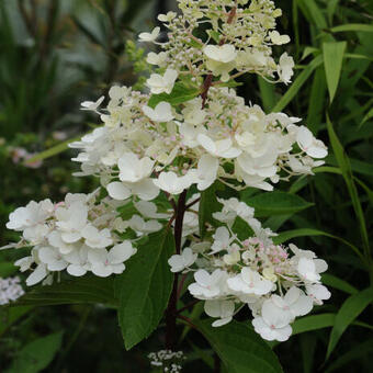 Hydrangea paniculata 'Candlelight'