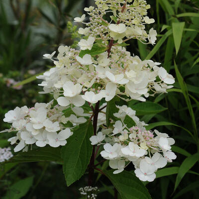 Pluimhortensia - Hydrangea paniculata 'Candlelight'