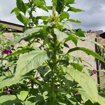 Amaranthus retroflexus