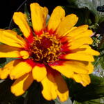 Zinnia haageana - Mexicaanse zinnia