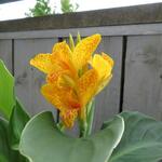 Canna lutea - Bloemriet