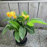 Canna lutea - Bloemriet